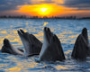 Dolphins In The Sunset 504 Piece Jigsaw Puzzle 16' X 20'