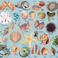 Sea Shells Puzzles For Adults 1000 Pieces, Beach Puzzle Featuring 41 Colorful Seashells, Ocean Scenes Jigsaw Puzzles Includes Se