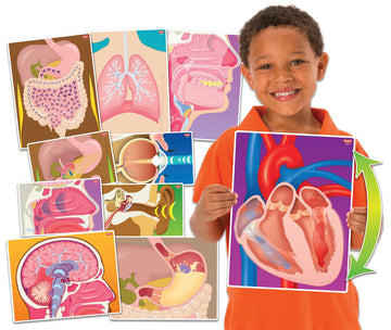 My Body In Action Science Educational Cards By Roylco