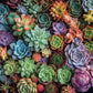 Cross & Glory 1000 Piece Jigsaw Puzzle - Succulent Symphony, Large, Premium Quality Cardboard, Colorful Artwork, Model CG-M-021