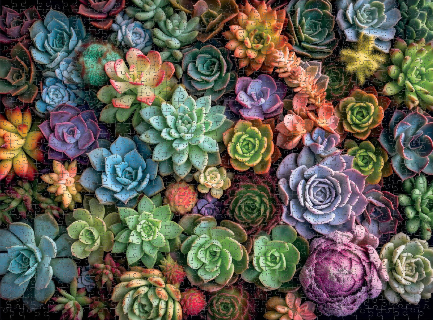 Cross & Glory 1000 Piece Jigsaw Puzzle - Succulent Symphony, Large, Premium Quality Cardboard, Colorful Artwork, Model CG-M-021