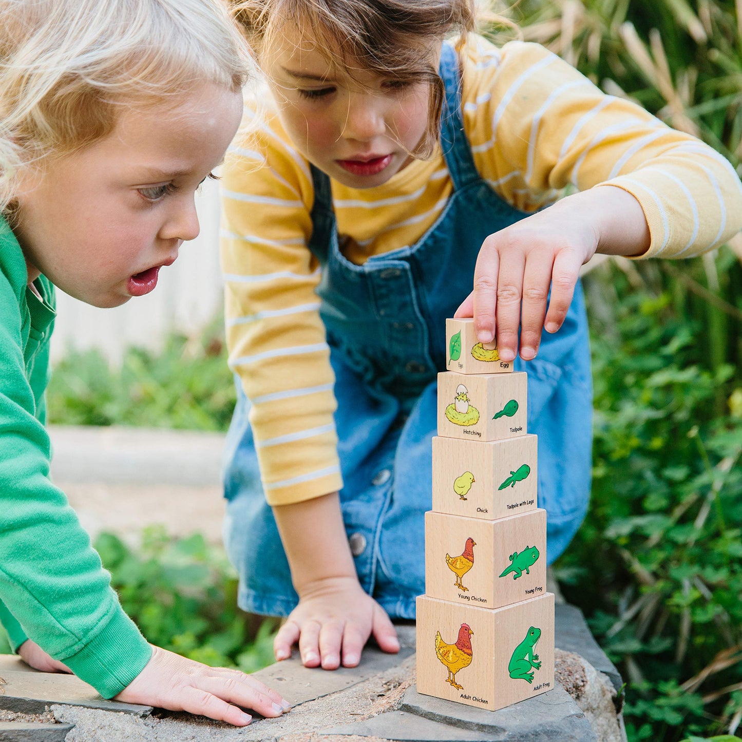 The Freckled Frog Life Cycle Wooden Blocks - Set Of 5 - Ages 12M+ - Science Toys For Toddlers - Explore 5 Stages Of The Moth, Butterfly, Chicken, Frog