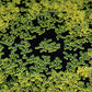 GEMTURT Unique Jigsaw Puzzle - 240 Pieces, Blue Acrylic, Non-Repeat Shape, Difficult Puzzle for Adults, Model 1