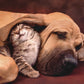 Clementoni Cuddles Cute Cat & Dog 500 Piece Jigsaw Puzzle For Adults