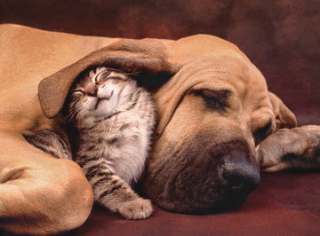 Clementoni Cuddles Cute Cat & Dog 500 Piece Jigsaw Puzzle For Adults