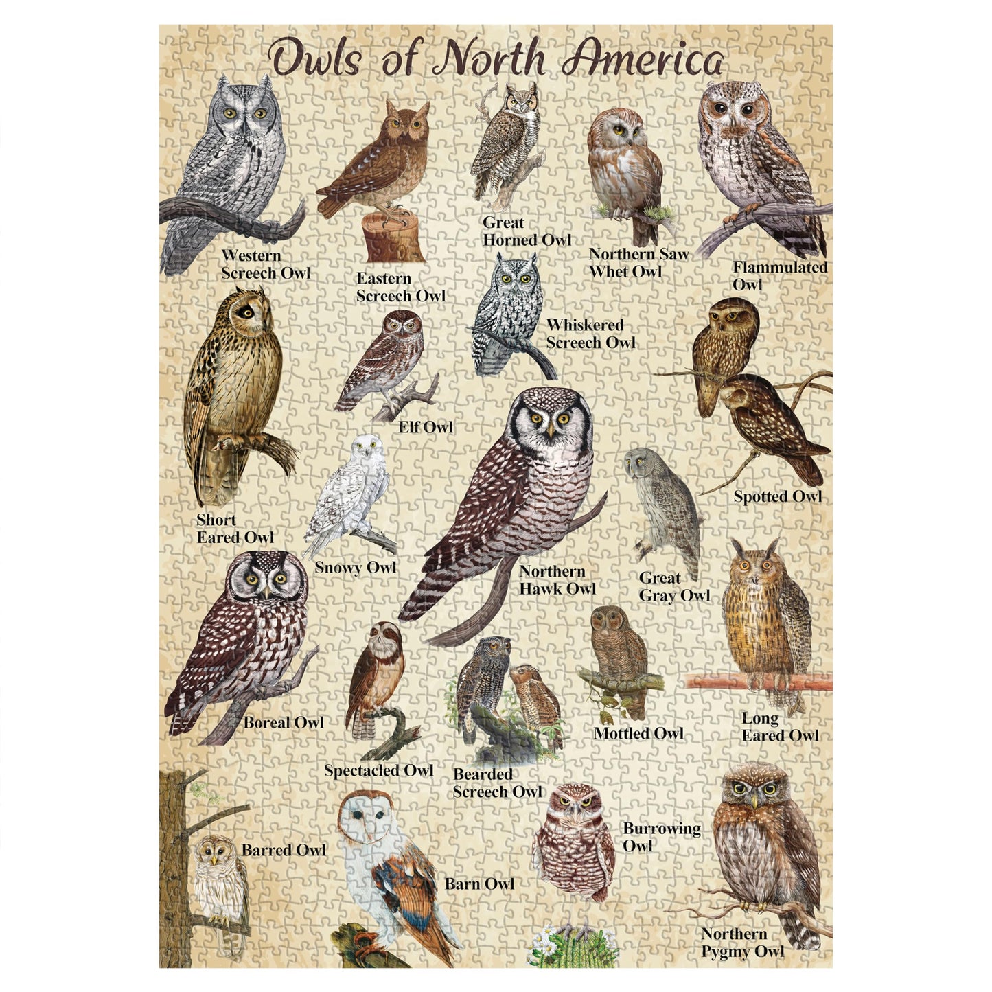 Owl Puzzles For Adults 1000 Pieces, Bird Animal Jigsaw Puzzle Features 21 Famous Owls Of North America, Nature Animal Puzzles As