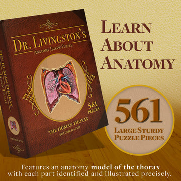 Human Thorax Anatomy Puzzle - Adult Jigsaw Puzzles Unique Gifts For Kids, Nurses, Doctors, Medical Students, Educational Science - 411 Piece Teen Floor Puzzle - Genius Games Dr. Livingston Body Model