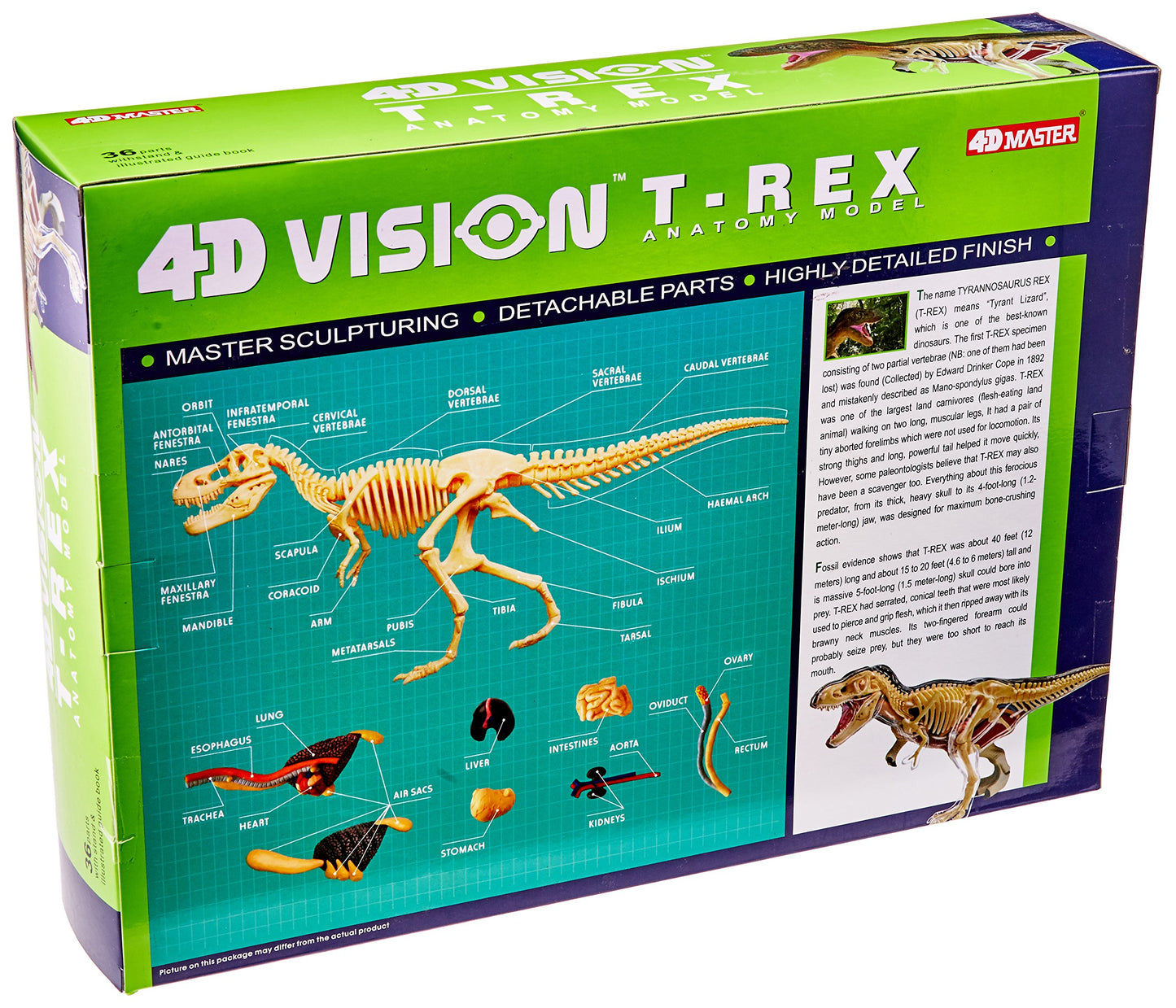 Famemaster 4D Vision T-Rex Anatomy Model