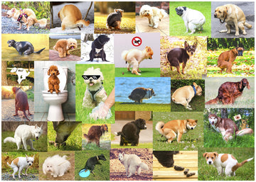 Better Me Pooping Dogs 1000-Piece Puzzle - Funny Cardboard Jigsaw for Dog Lovers, Super Poopinator 3000 Model