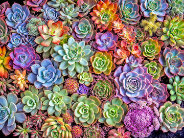 Lucky Puzzles Green Thumb Gala | 500 Piece Jigsaw Puzzle For Adults | Premium Quality | Colorful Artwork Puzzle | Brain Teasing