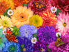 Ceaco Flower Spectrum 300 Piece Puzzle - Multicolor Cardboard, 18x24 inches, Model 2215-60