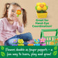 Learning Resources Growing Greenhouse Color & Number Playset, Preschool Learning Activities, Montessori Toys, Easter Toys, Ages 18 Month+, 12 Pieces