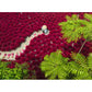 A Sea of Red 500 Piece Jigsaw Puzzle Ravensburger