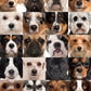CVPuzzles Dog Heads Collage Jigsaw Puzzle - 504 Pieces, Cardboard, 16" x 20", Model 5558312