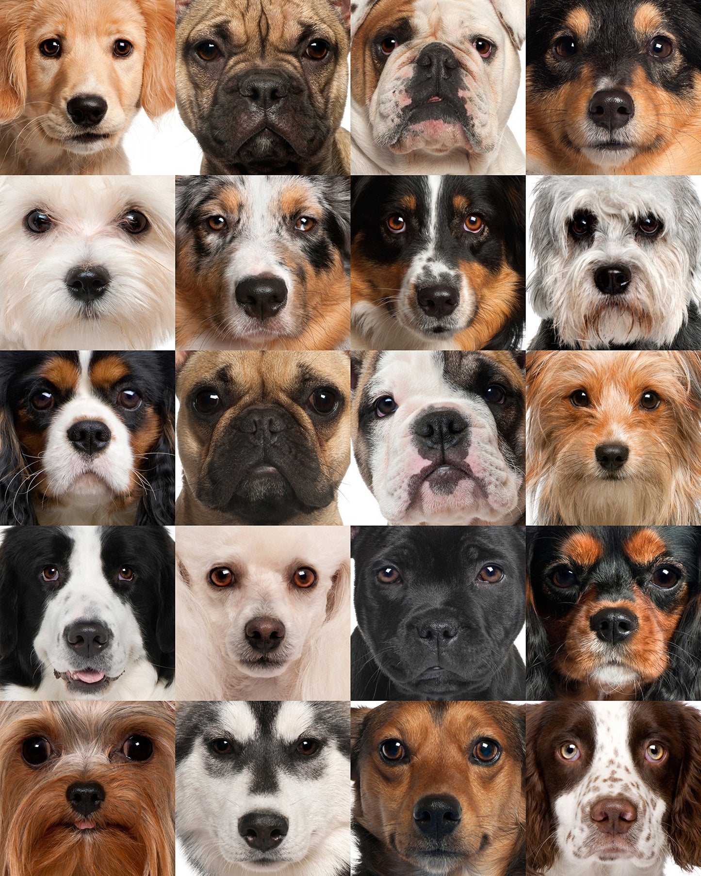 CVPuzzles Dog Heads Collage Jigsaw Puzzle - 504 Pieces, Cardboard, 16" x 20", Model 5558312