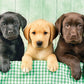 Three Labrador Jigsaw Puzzles 1000 Pieces For Adults
