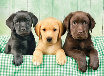 Three Labrador Jigsaw Puzzles 1000 Pieces For Adults