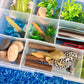 Pond Life Cycle Sensory Kit And Water Play