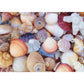 All the Shells 1000 Piece Jigsaw Puzzle Peter Pauper