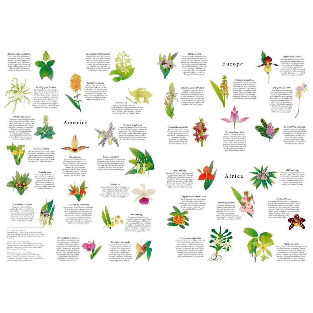 Around the World in 50 Orchids 1000 Piece Jigsaw Puzzle Laurence King