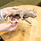Bison Coin Bank — Wooden Building Kit, 109 Pieces