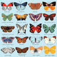 Butterflies of North America 500 Piece Jigsaw Puzzle Mudpuppy