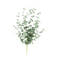 Botanica #984