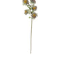Botanica #3423