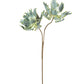 Botanica #2541