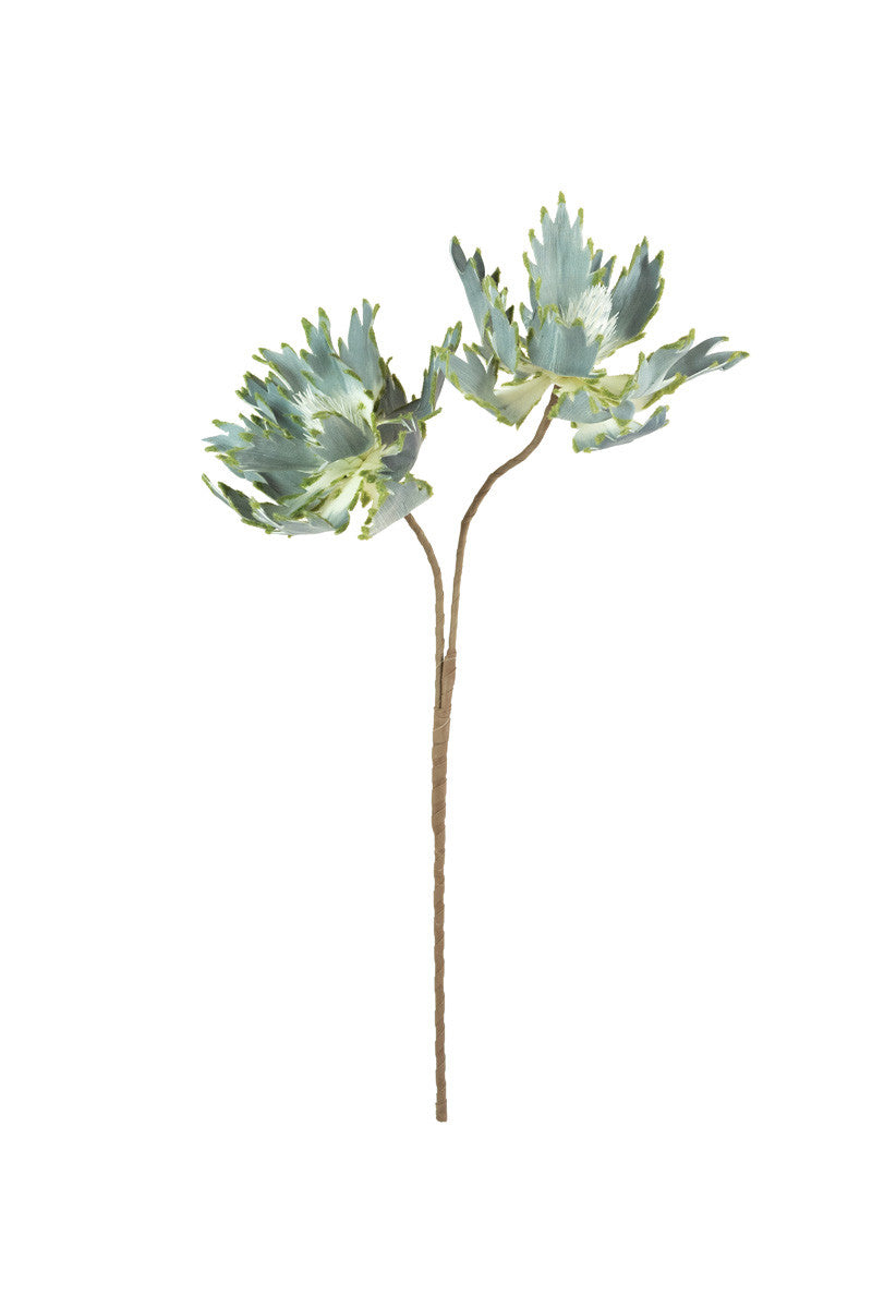 Botanica #2541