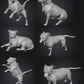 Dogs - Nora - 28mm (SLA001)