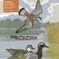 Ducks, Lapwings & Falcons by Robert Gillmor 1000 Piece Jigsaw Puzzle Flame Tree