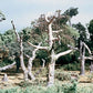 3 In To 4 In Dead Trees  Tree Kit - 5 Piece