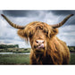 Highland Cattle 300 Piece Jigsaw Puzzle Ravensburger