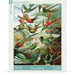 Hummingbirds 1000 Piece Jigsaw Puzzle NYPC