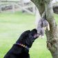 Feller Squirrel Plush Dog Toy