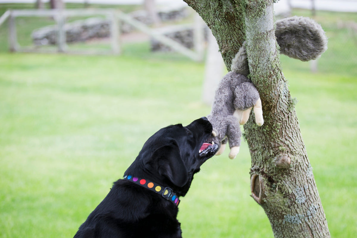 Feller Squirrel Plush Dog Toy
