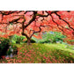Japanese Maple Tree 1000 Piece Jigsaw Puzzle Peter Pauper