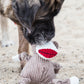 Stuey Sock Monkey Knottie®  Plush Dog Toy