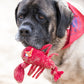 McCraken Lobsta™ Knottie® Plush Dog Toy