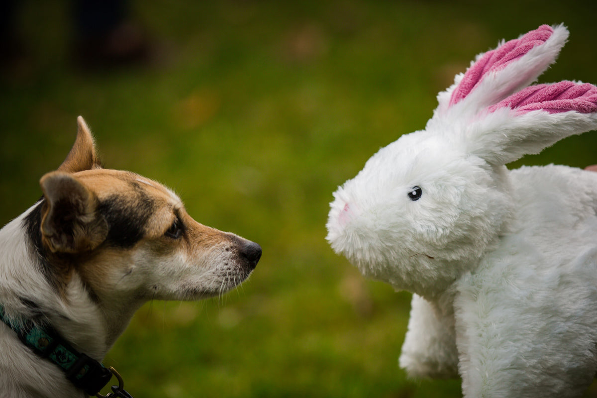 Squooshie™ Bunny Plush Dog Toy