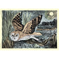 Marsh Owl by Angela Harding 1000 Piece Jigsaw Puzzle Flame Tree