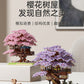 Wow, custom cherry tree building blocks assembled children's toys boys and girls Valentine's Day gift Jihui M2109