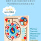 Specialized Clock Teaching Aids for Elementary School: Clock Models for First and Second Graders, Alarm Clock Face, Children's Learning Time Toys