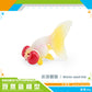 Cross-border export simulation ornamental fish with base model mini goldfish Koi set Marine static ornaments toy