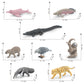Cross-border simulation South American animal crocodile dolphin capybara horn carving sloth anteater Jaguar model desktop decoration