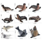 Simulation of marine animal model suit 10 solid seal sea lion walrus static ornaments hand toys