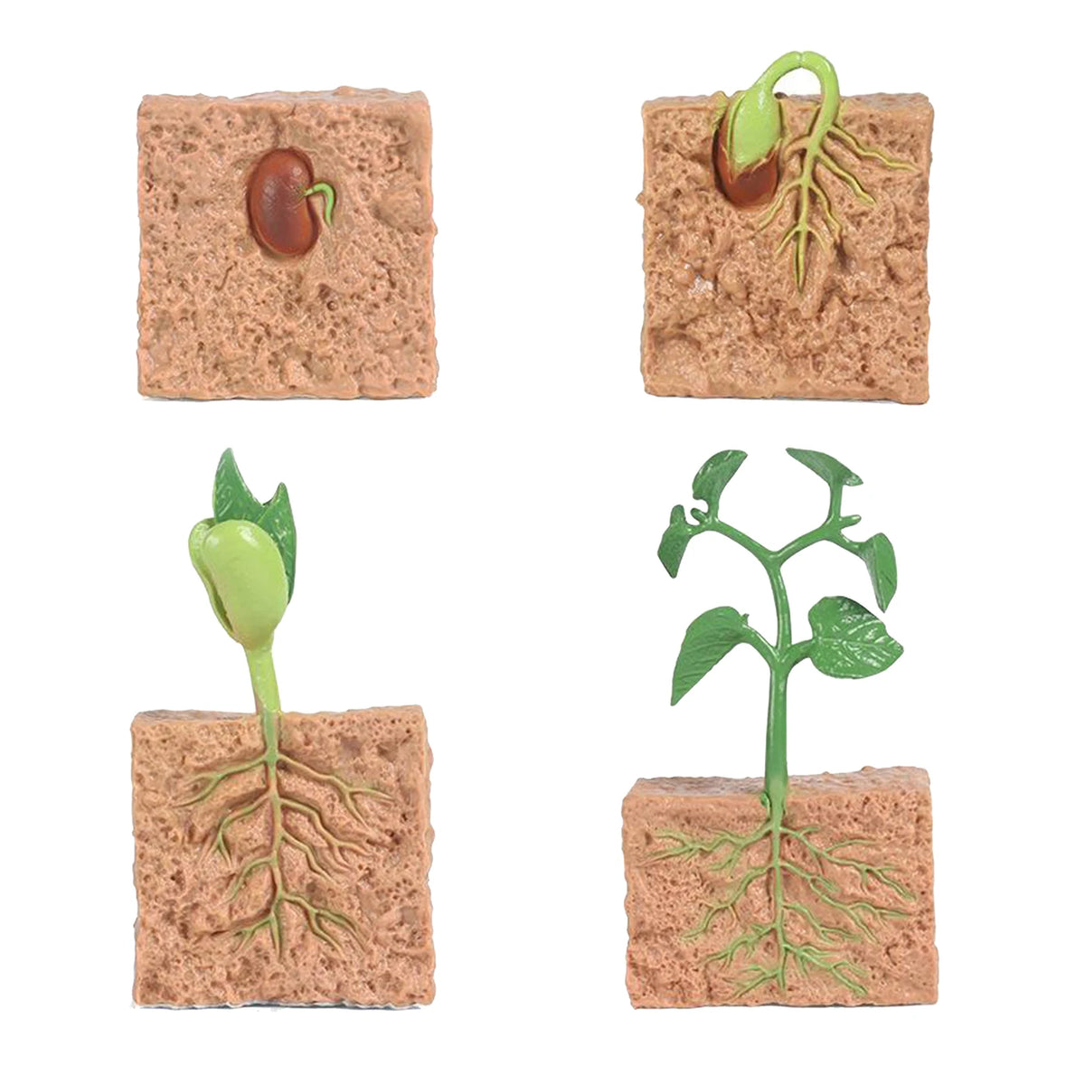 Seed Growth Model Montessori Educational Toys Plant Growth Process Cognition Montessori School Creative Early Education Toys