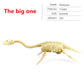 12pcs/set Jurassic Dinosaurs Skeleton Model Archaeology Tyrannosaurus Pterosaur Home Decoration Toys For Christmas Gifts