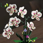 Creative Orchid Cymbidium Eternal Flowers Potted Plant Building Blocks Simulation Phalaenopsis DIY Bricks Toys Valentine's Gift